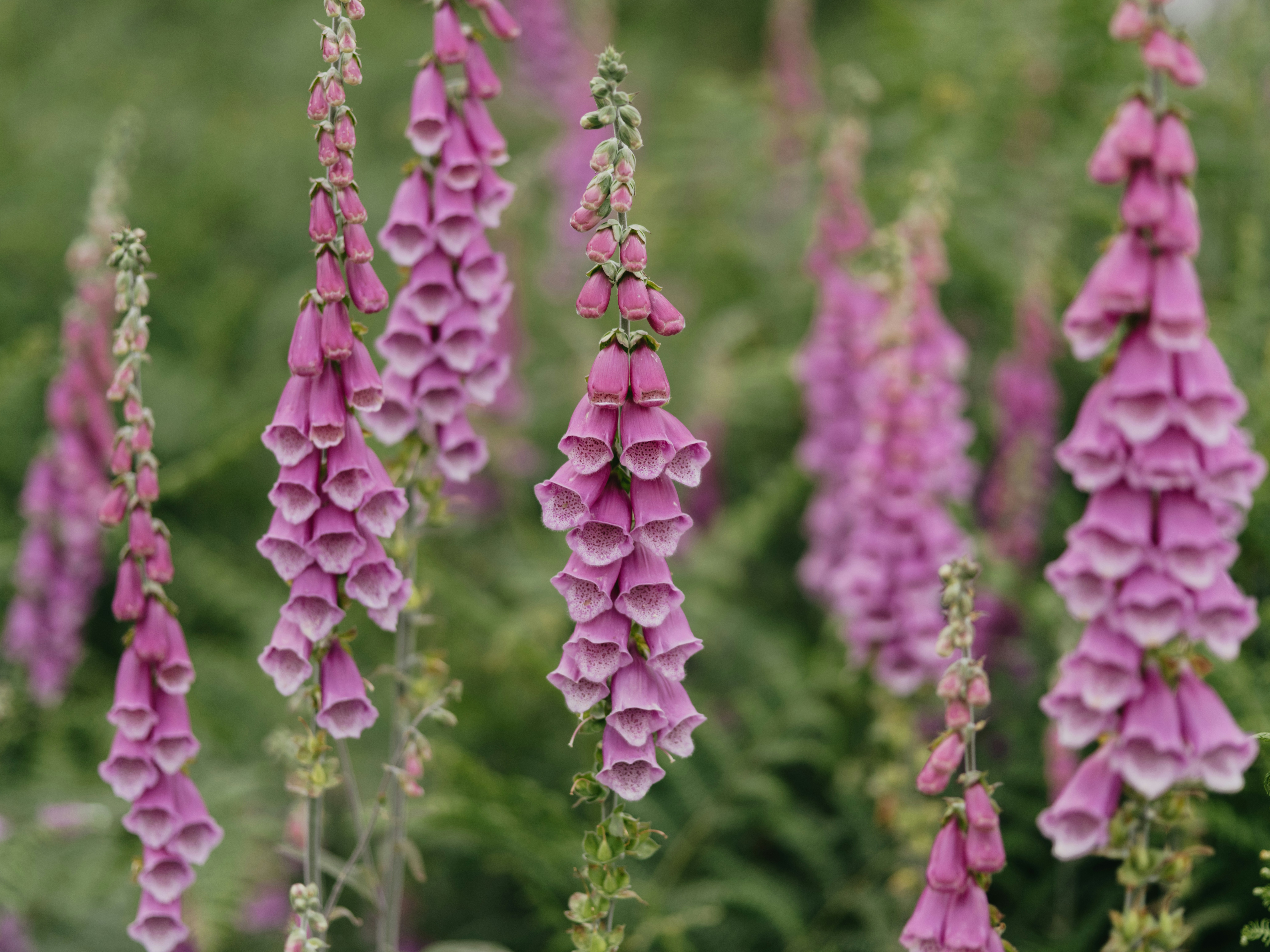 Foxgloves. photo by annie spratt.